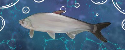 白水鱼和鲫鱼哪个刺比较多