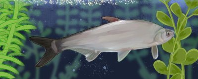 白水鱼是海鱼还是河鱼，能养殖吗