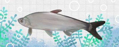 白水鱼做菜怎么解决刺？