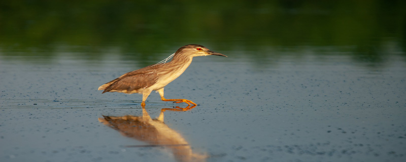 夜鹭是保护动物还是三有动物