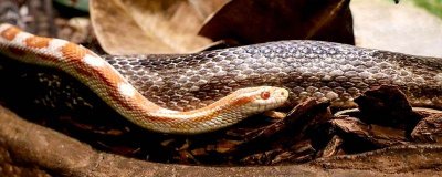 蛇的七大名字介绍