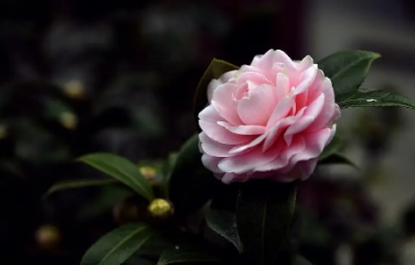 家里为什么不能养茶花