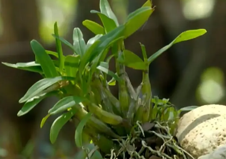 石斛是不是胶质越多越好