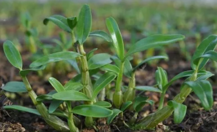 石斛的功效与作用适合哪些人