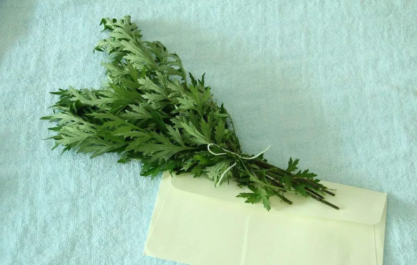 几月的艾草药效最好