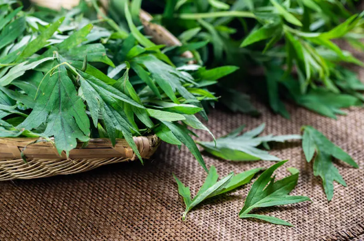 艾草怎么用效果最好