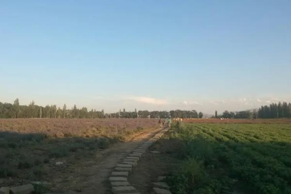 新疆适合露营的地方 露营绝美景点推荐 新疆适合露营的地方 露营绝美景点推荐