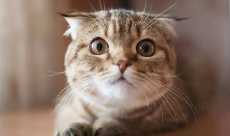 母猫有月经期嘛