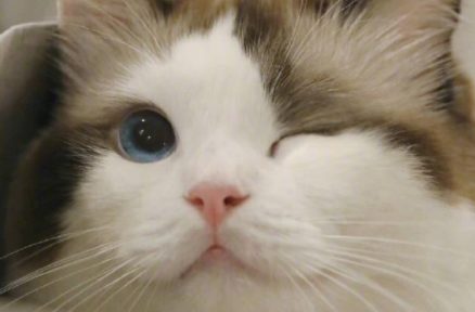 母猫来月经是什么表现