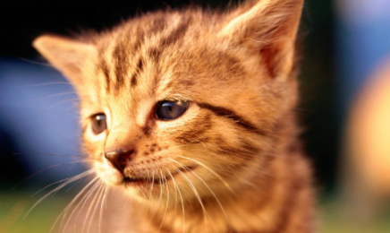 小母猫多大开始来生理期