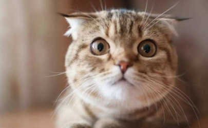 小母猫多大开始来生理期