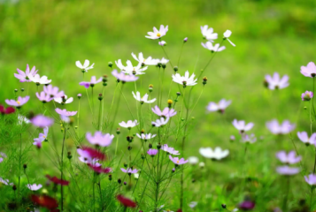 网络流行语may i love you是什么意思