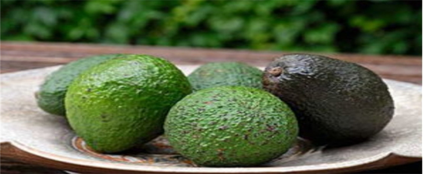 没熟的牛油果怎么催熟