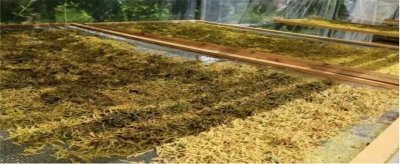 在家里应该如何晾晒金银花