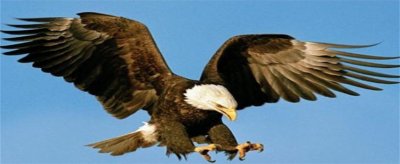 美国的国宝指的是哪种动物