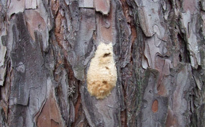 松树皮养兰花之前如何处理