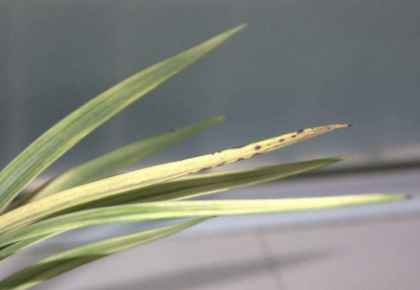 兰花黑点病如何治疗1