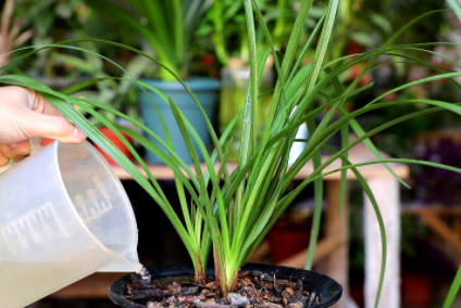 兰花黑点病如何治疗3