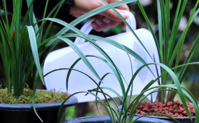 兰花出现黄叶如何解决挽救