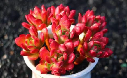 多肉叶子变红代表什么原因