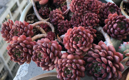 红色叶子的多肉都有什么品种