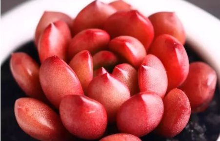 多肉叶子如何变红