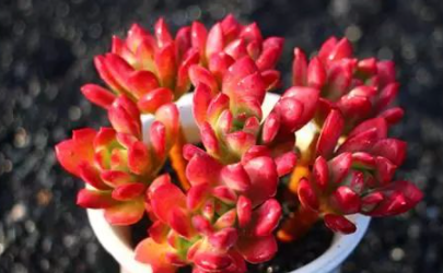 红色叶子的多肉都有什么品种