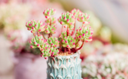 多肉有毒吗能放室内吗