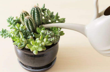 多肉植物养殖注意事项
