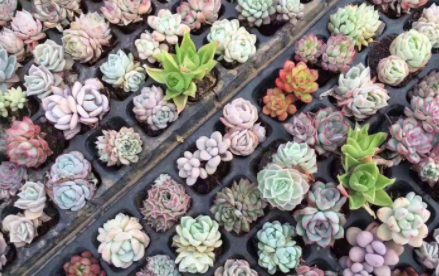 5度以下不能露养的多肉