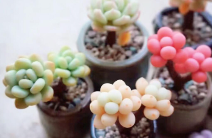 多肉被冻了还能活吗