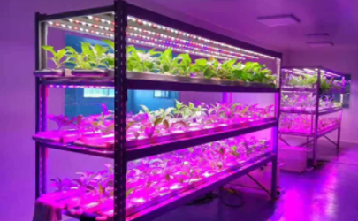 多肉补光灯每天什么时间用