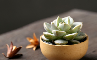 5度以下不能露养的多肉有哪些