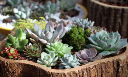 多肉的根如何养粗