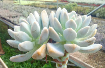 多肉淋雪了会不会死