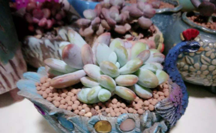 下雪天多肉当然可以放在室外吗