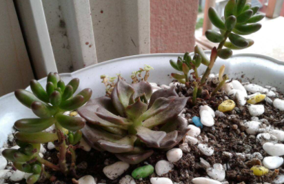 多肉刚种上要不要浇水