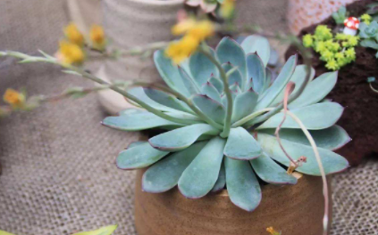 多肉刚种下去多久浇水