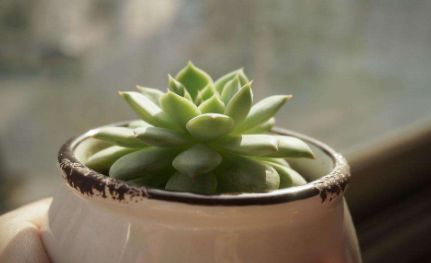 养多肉浇水需注意事项