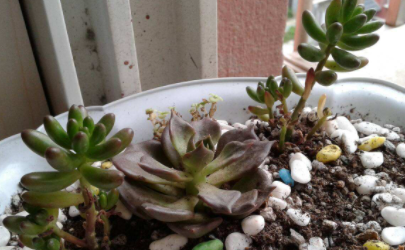 养多肉浇水需注意事项