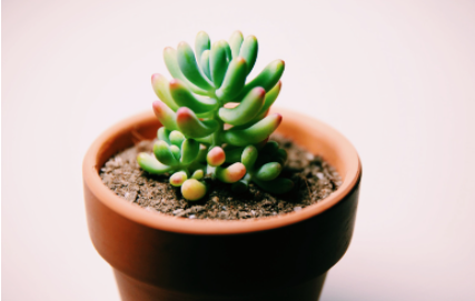 种多肉植物用什么土最好