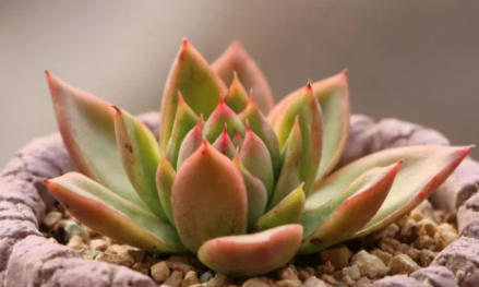 多肉露天养当然可以淋雨吗