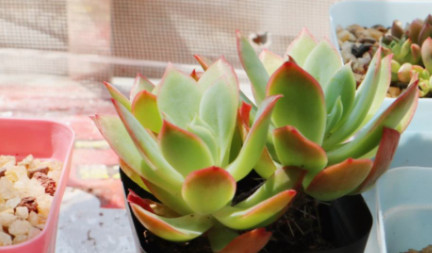 雨水当然可以养植物吗