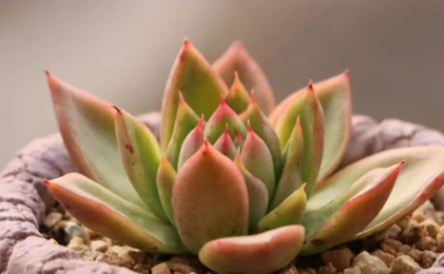 多肉淋雨当然可以淋多久