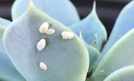 多肉植物有蚧壳虫如何解决
