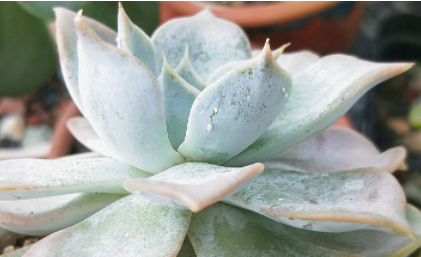 多肉上的蚧壳虫是什么颜色的