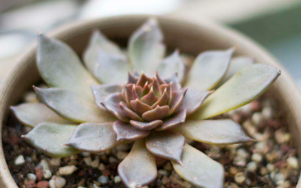 蚧壳虫对多肉的危害