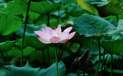 2022年三伏天吃什么好