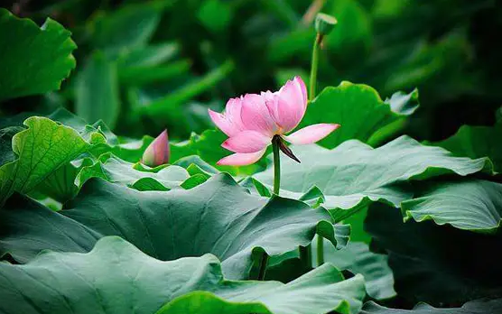 2022年三伏天为什么是40天