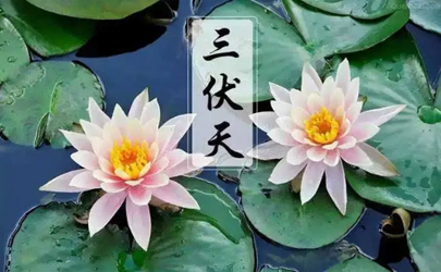 为什么选择三伏天调理身体